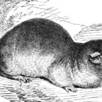 Brehms_-_Crocidura_russulus.jpg